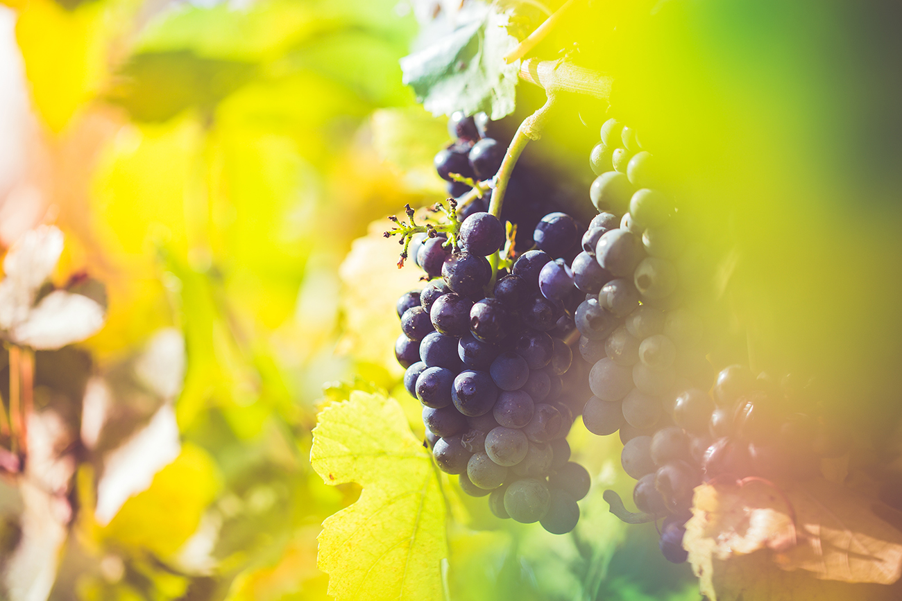 wine-grape
