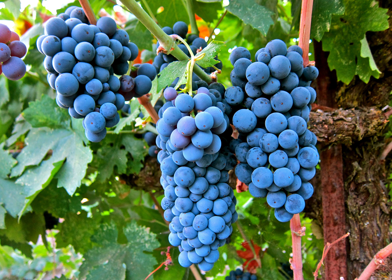 wine-merlot-grapes