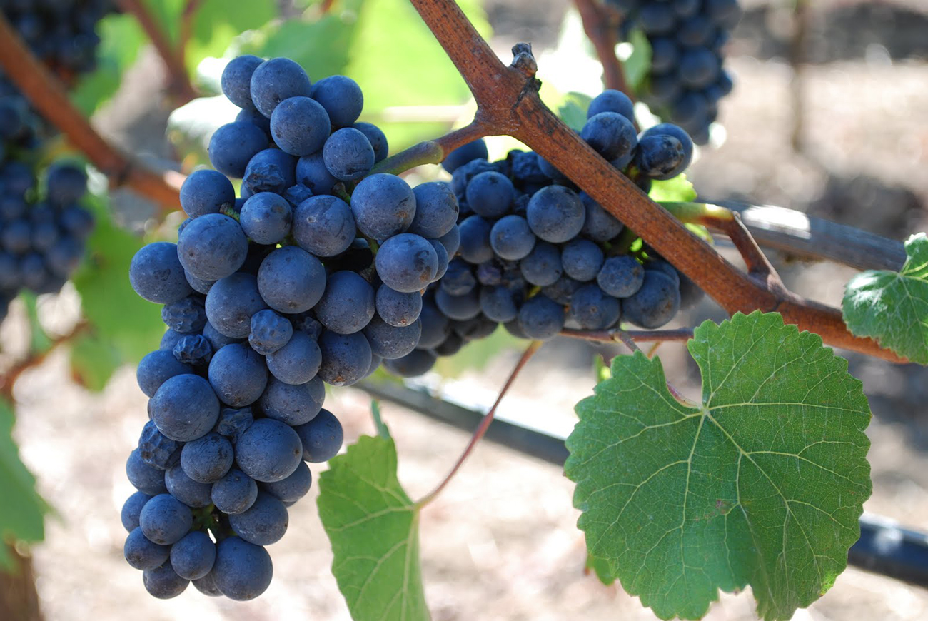 wine-pinot-noir-grapes